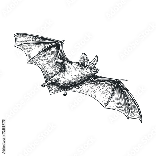 Engraved-style black and white bat with wings extended.