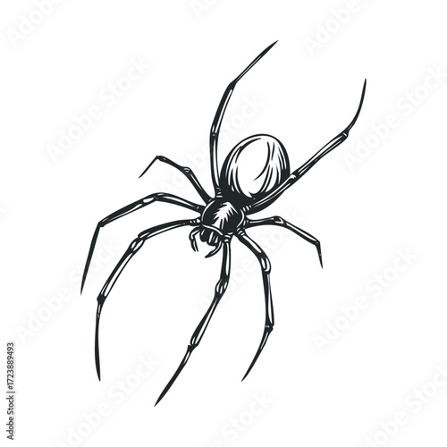 Engraved black and white drawing of a menacing spider.