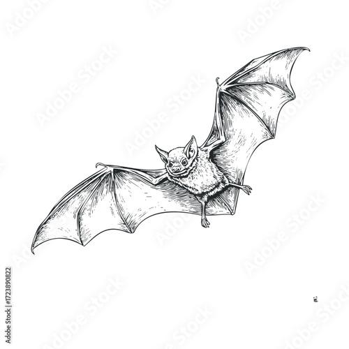 Detailed, black and white drawing of a flying bat.