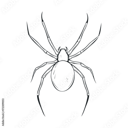 Top-down outline drawing of a long-legged spider.