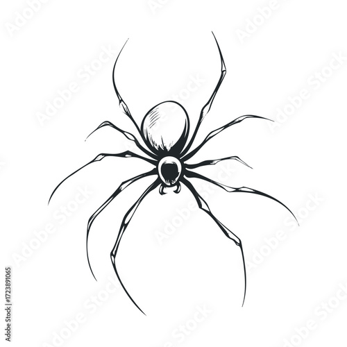  Black and white drawing of a spider with long, thin legs.