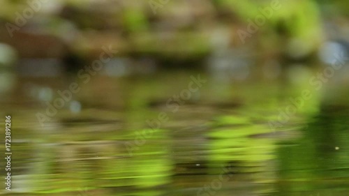 raindrops fall on the water surface of a pond in the forest in slowmotion