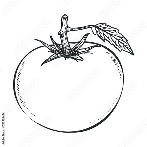 Black and white scratchboard drawing of a tomato with a stem and leaf