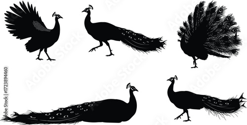 peacock, bird, wildlife, animal, silhouette, icon, vector, illustration, black, white, standing, walking, flying, perched, tail, feathers, ornamental, tropical, posture, design, behavior