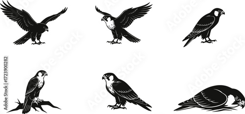 falcon, bird, wildlife, animal, raptor, silhouette, icon, vector, illustration, black, white, perched, flying, landing, standing, feeding, posture, anatomy, feathers, predator, study, design, behavior