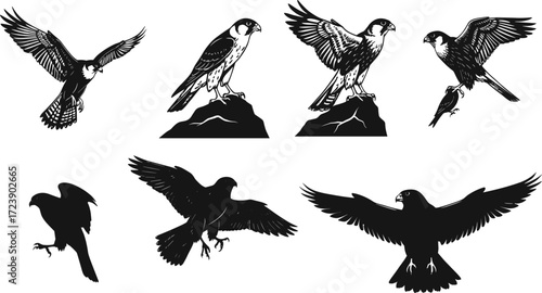 falcon, bird, wildlife, animal, raptor, silhouette, icon, vector, illustration, black, white, perched, flying, diving, standing, posture, anatomy, feathers, predator, study, design, behavior
