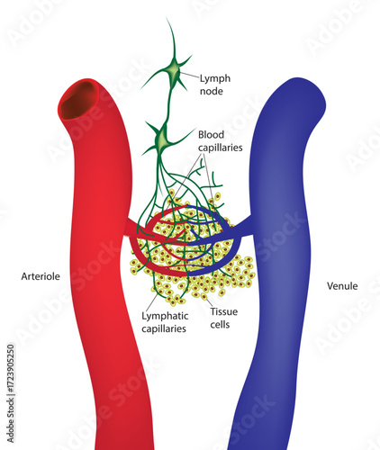 Lymphatic circulation -lymphoid system (Collecting excess fluid from your body's tissues and returning it to bloodstream)