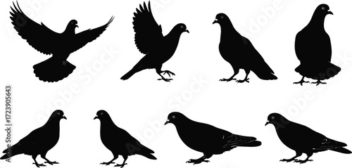 pigeon, bird, wildlife, animal, silhouette, icon, vector, illustration, black, white, flying, standing, walking, feeding, posture, anatomy, feathers, urban, study, design, behavior