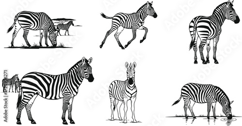 Zebra silhouettes, African wildlife, zebra walking, running, grazing, herd group, savanna animal vector illustration