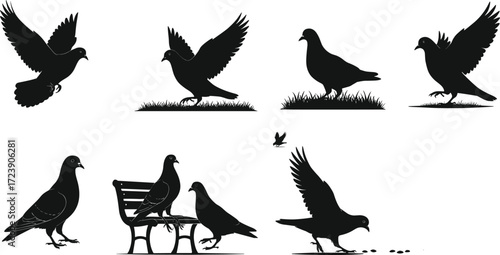 pigeon, bird, wildlife, animal, silhouette, icon, vector, illustration, black, white, flying, landing, standing, walking, sitting, feeding, posture, anatomy, feathers, urban, study, design, behavior