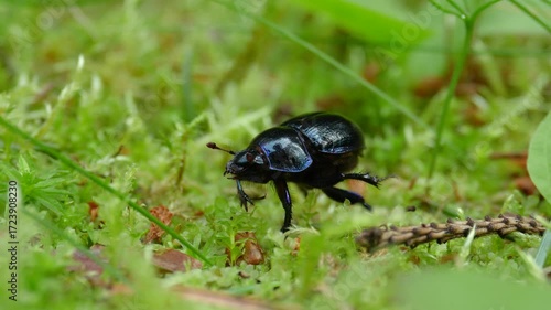 A sick black and blue beetle moves slowly and dies on the ground