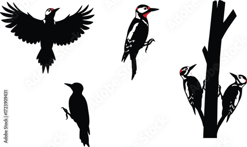 woodpecker, bird, wildlife, animal, silhouette, icon, vector, illustration, black, white, flying, perched, climbing, posture, anatomy, feathers, forest, study, design, behavior, tree