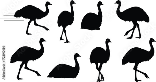 emu, bird, wildlife, animal, silhouette, icon, vector, illustration, black, white, walking, running, standing, sitting, posture, anatomy, feathers, Australia, study, design, behavior
