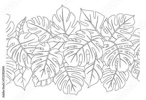 Intricate black and white line art pattern of tropical Monstera leaves for coloring