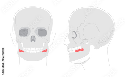Risorius - Human mouth muscle shown in anatomy illustration that retracts the angle of the mouth for expressions like smiling, presented as a medical and educational diagram.
