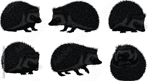 hedgehog, wildlife, animal, mammal, silhouette, icon, vector, illustration, black, white, walking, sniffing, standing, curled, posture, anatomy, spines, forest, nocturnal, study, design