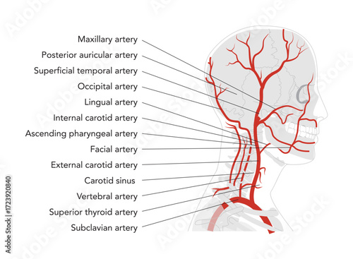 Human head arteries in human head skeleton medical diagram, external carotid system branching, labeled vessels, anatomical illustration, science education reference