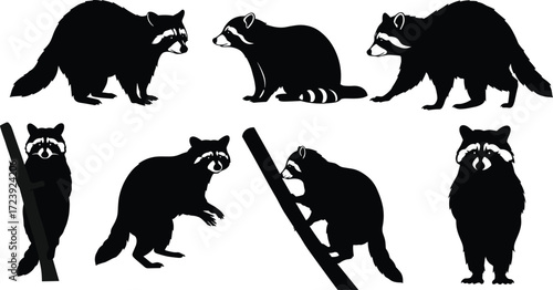 raccoon, wildlife, animal, mammal, silhouette, icon, vector, illustration, black, white, walking, climbing, standing, peeking, posture, anatomy, forest, nocturnal, study, design, behavior