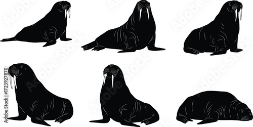 walrus, marine, wildlife, animal, mammal, silhouette, icon, vector, illustration, black, white, sitting, lying, reclining, posture, anatomy, tusks, Arctic, study, design, behavior