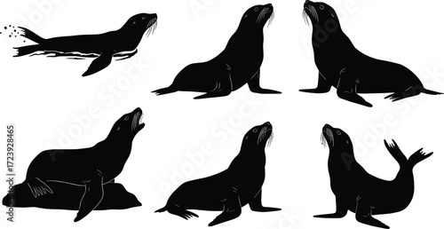 sea lion, marine, wildlife, animal, mammal, silhouette, icon, vector, illustration, black, white, swimming, sitting, lying, posture, anatomy, aquatic, nature, study, design, behavior