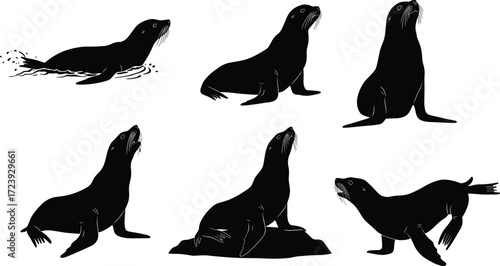 sea lion, marine, wildlife, animal, mammal, silhouette, icon, vector, illustration, black, white, swimming, sitting, walking, resting, posture, anatomy, aquatic, nature, study, design
