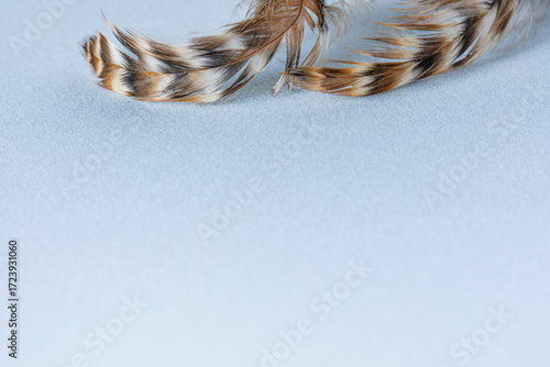 Two bird feathers, blue velvet paper background, copy space.  
