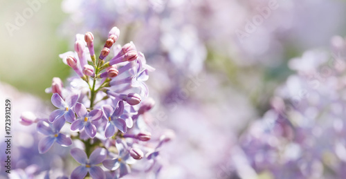 Lilac flower macro view, shallow depth of field. Spring nature floral wallpaper