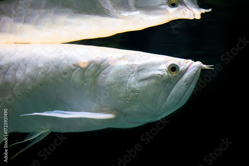 Silver Arowana fish closeup. White colore Scleropages aureus Asian dragon fish, head pattern texture, dark water background and reflections. 
