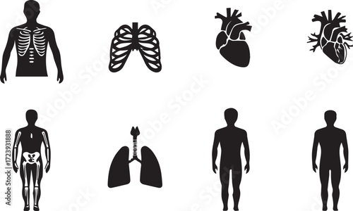 Vector art of human anatomy silhouette set showing skeleton and organs