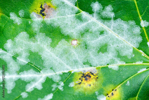 Powdery mildew on a leaf with tar spots