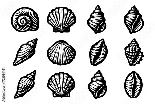 Elegant sea shell collection: hand drawn nautical black and white art