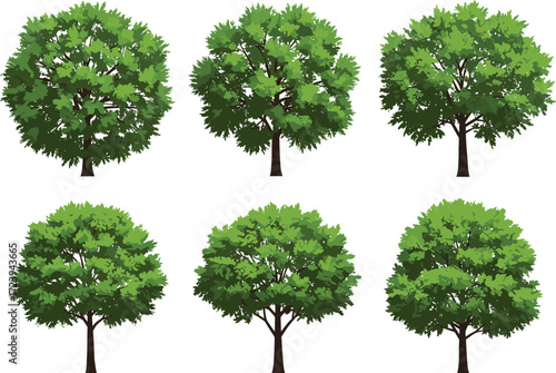 Six different green leafy trees in cartoon vector style, natural forest illustration, eco friendly plant design, summer outdoor landscape element