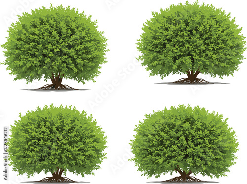 Set of four green bushy shrub illustrations with roots, natural landscaping plants, dense foliage, decorative garden hedge, eco friendly design