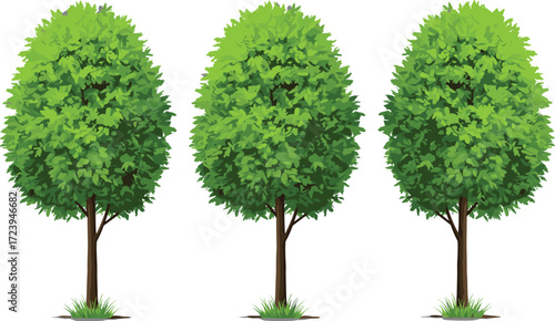 Collection of three lush green decorative tree illustrations, realistic foliage design, summer season garden plants, eco friendly natural landscape background