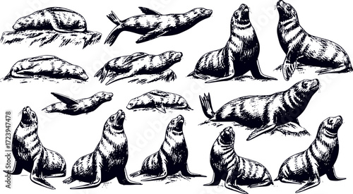 Sketched set of sealion silhouettes
