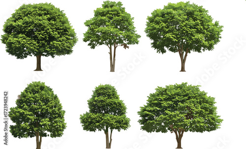 Collection of six realistic leafy trees illustration, natural green forest plants, eco friendly outdoor landscape design, seasonal foliage, nature background