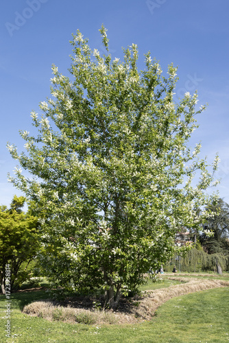 Obraz na plátně Prunus padus en fleurs