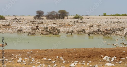 4K video; timelapse of various animals (Zebra's and Springbok antelopes) visiting a waterhole in Etosha National Park Namibia