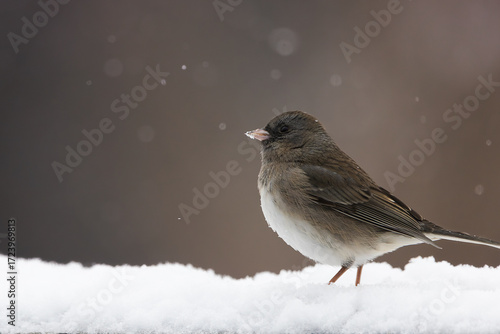 Dark-Eyed Junco