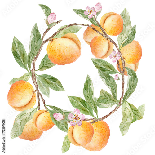Peach branch with fruits, wreath watercolor illustration.
