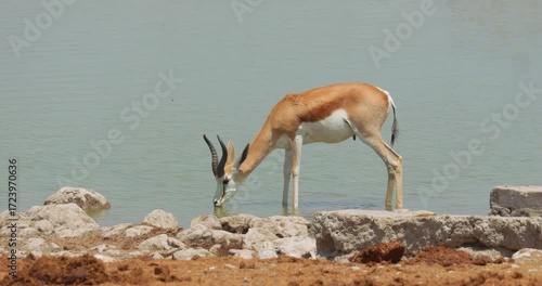 4K video; Springbok  (Antidorcas marsupialis) antelope drinking from waterhole, Namibia