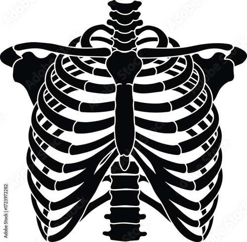 Human rib cage, spine anatomy, skeletal system illustration, medical vector drawing, thoracic bones, scapula, clavicle, sternum, vertebrae, educational chart
