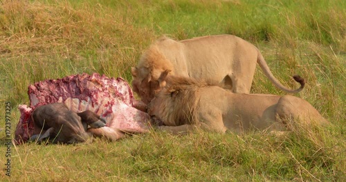 4K video; two male lions (Panthera leo) eating from a killed Cape Buffalo (Syncerus caffer), Botswana