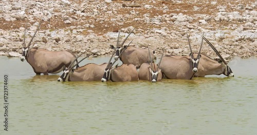 4K video. Group of seven Gemsbok antelopes (Oryx gazella) standing in and drinking from a waterhole, Namibia
