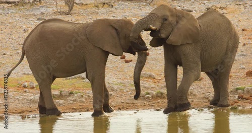 4K video; two young African elephants playing on the bank of a waterhole, Etosha National Park Namibia
