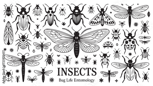 Collection of various insects bugs and beetles meticulously drawn in a vintage style perfect for entomological studies or scientific illustrations