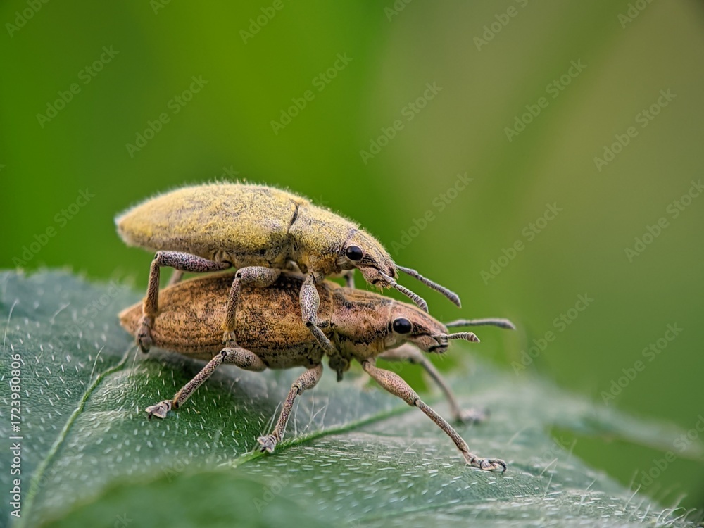 Fototapeta premium Rare! Two Golden Proboscis Beetles Mate on a Hairy Leaf | Insect Life Cycle Visual