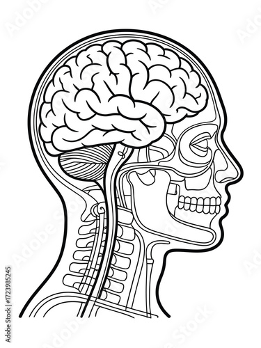 Anatomical illustration of the human brain and skull