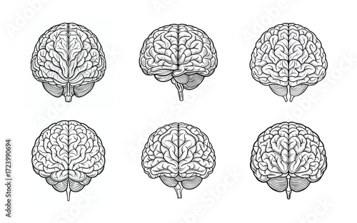 Six Detailed Human Brain Illustrations Black and White Anatomy