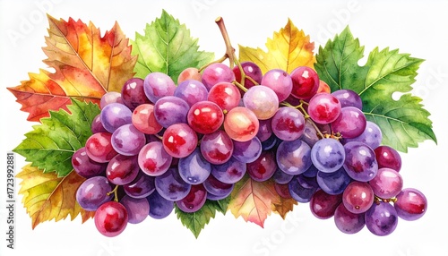 A ripe bunch of juicy red grapes is isolated on a white background, highlighting the fresh fruit cluster